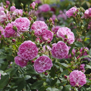 �o���̕c/[26�N1�������{�\��]�C���O���b�V�����[�Y �f�r�b�h�E�I�[�X�`���E���[�W�Y�F�n�[���E�E�J�[��c6L�p���A