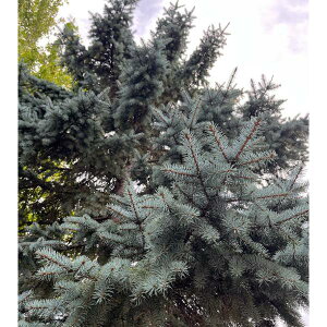 Ԗ ؂̕c/[25N11{\]sZAvQXivQXgEqjFRX^[7|bg