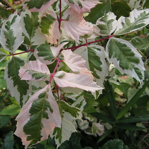 Ԗ ؂̕c/[25N11{\]lOhJGfFt~S6|bg