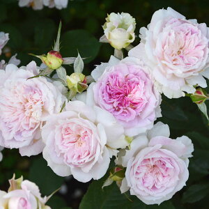 o̕c/[26N1{\]TEIGeBXFLPc6pA