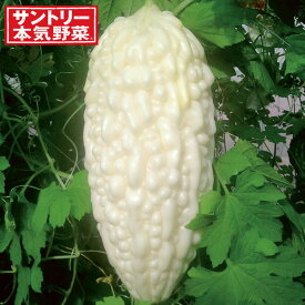野菜の苗/[26年4月下旬予約]ゴーヤ：しろくまゴーヤ（苦瓜・ニガウリ）自根苗3号ポット