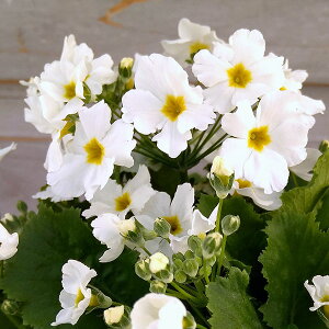 [25N12㒆{\]vEtWUNixmjFzCgn5A