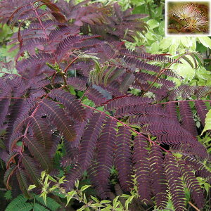 Ԗ ؂̕c/[25N9{\]lmLFT}[`R[g 6|bg