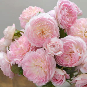 o̕c/[26N1{\]lG璆փoF}[kc6pA