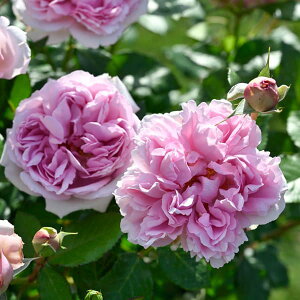 o̕c/[26N1{\]fo[[YF[YEAglbgc6pA