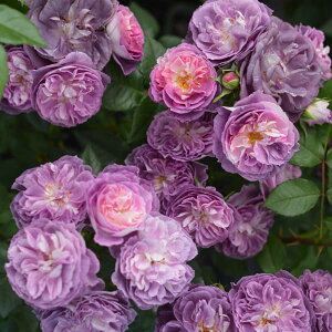 o̕c/[26N1{\]Vu[YFihc6pA