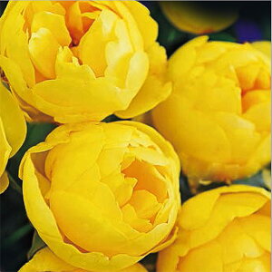 o̕c/[25N12㒆{\]Vu[YF~G[c6A(o)