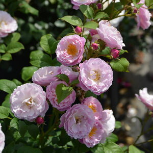 o̕c/[26N1{\]TEIGeBXFxX[Yc6pA