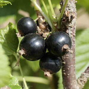 ʎ̕c/[25N11{\]W{JVXF`^jA5|bg[7n ʎ̖2{̑tTXOEubNJ[g@z[t[cEƒʎ]