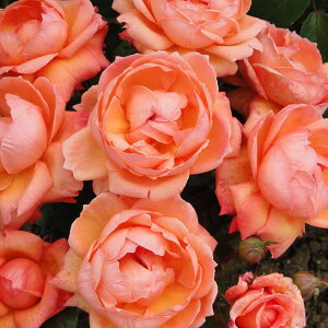 o̕c/[26N1{\]n[NlX[YFfB}[}[hc3.5O|bg