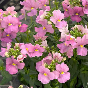 Ԃ̕c/[25N11{\]lVAFAWsN3.5|bg