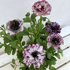 Ԃ̕c/[25N12㒆{\]iLXFCJX@p[vniFj4|bg