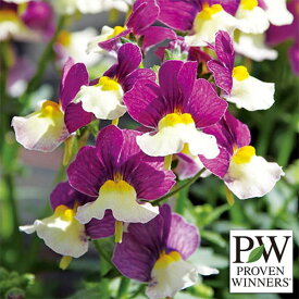 草花の苗/[26年2月中下旬予約]ネメシア：アロマンス ライチグレープ3号ポット