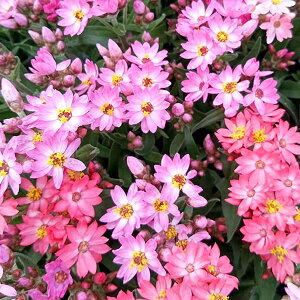 Ԃ̕c/[26N1{\]wNTF[Yr[eBEsNnԐF~bNX3.5|bg