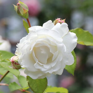 o̕c/[26N1{\]TEIGeBXFN[hc6pA