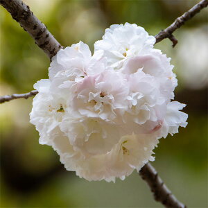 Ԗ ؂̕c/[25N12㒆{\]Fږؕc5|bg