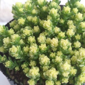 ϗtA/[26N1{\]Z_FANAEE2|bg