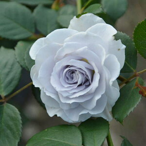 o̕c/[26N1{\]TEIGeBXFu[EOreB[c6pA