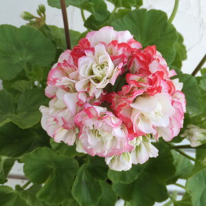 Ԃ̕c/[25N11{\][jEF[YobhEAbvubT3.5|bg