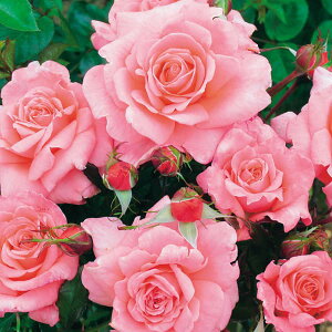 o̕c/[26N1{\]n[NlX[YFGNCeBc3.5O|bg