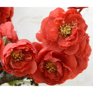 Ԗ ؂̕c/[25N11{\]{Pi؉ZjFXiNTSj3|bg