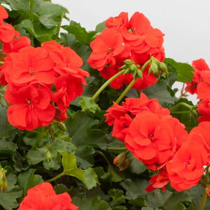 Ԃ̕c/[26N1{\]ACr[[jEFVr|[4|bg