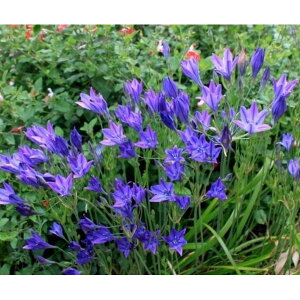 Ԃ̕c/[26N1{\]u[fBAigeCAjFNC|t@rI4.5|bg