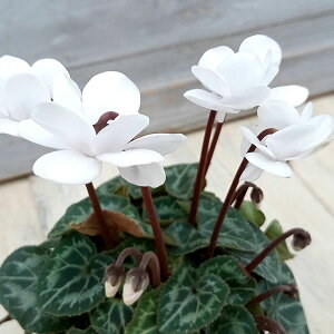 Ԃ̕c/[25N11{\]VNFtFA[sREzCg3|bg