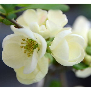 Ԗ ؂̕c/[25N11{\]{Pi؉ZjFOiL{^j3|bg