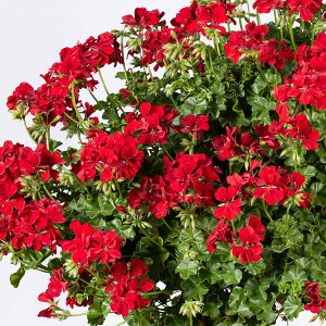 Ԃ̕c/[26N1{\]ACr[[jEFVrxbL[4|bg