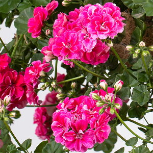 Ԃ̕c/[26N1{\]ACr[[jEFVrre[W[Y4|bg