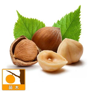 ʎ̕c/[26N1{\]w[[ibciC^AjFg_ WFeB[ f Q4`4.5|bg