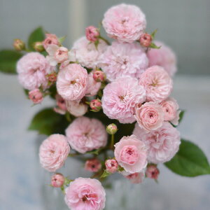 o̕c/[26N1{\]|AT[YFv`E|c6pA