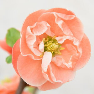 Ԗ ؂̕c/[25N11{\]{Pi؉ZjFyi`EWNj3|bg