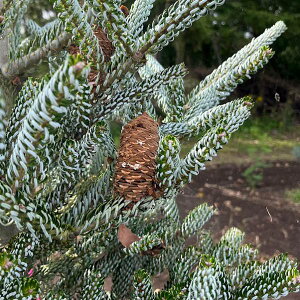 Ԗ ؂̕c/[25N11{\]TCVEVxFVo[bN7|bg