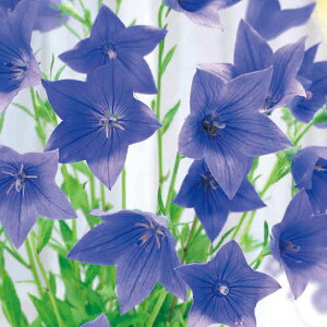 /[26N1{\]LLEF 5 c܋l