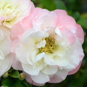 Ԗ ؂̕c/[25N11{\]{Pi؉ZjFz̗[fiRVmEoGj3|bg