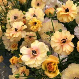 草花の苗/[26年1月中下旬予約]ラナンキュラス：ラックス ベスタリス3.5-4号ポット