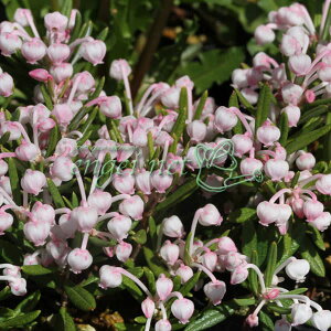 R쑐̕c/[25N11{\]qVNiQF3|bg