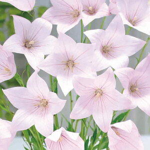 /[26N1{\]LLEF 4 c܋l