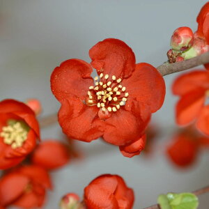 Ԗ ؂̕c/[25N11{\]{Pi؉ZjFgOixj{^j3|bg