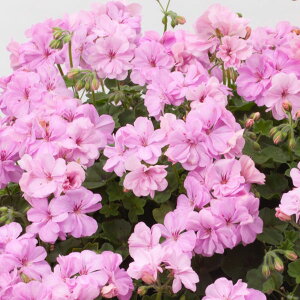 Ԃ̕c/[26N1{\]ACr[[jEFVrW[4|bg