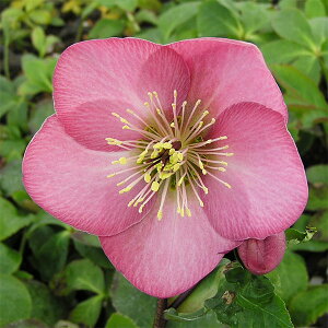 [25N11{\]NX}X[YF*Xgx[[4.5|bg