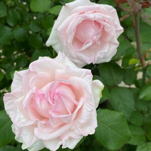 o̕c/[][25N11{\]oFNc@Cgc6|bg