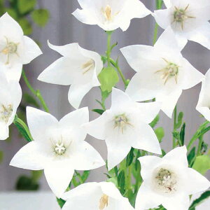 /[26N1{\]LLEF 5 c܋l