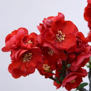 Ԗ ؂̕c/[25N11{\]{Pi؉ZjF单Vi_CRNej3|bg