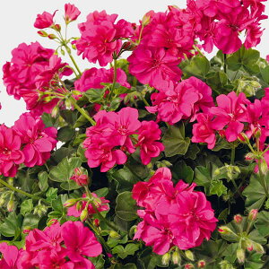 Ԃ̕c/[26N1{\]ACr[[jEFVrbL[4|bg