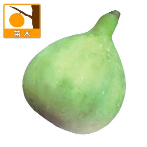 ʎ̕c/[25N9{\]C`WNFfB[zCg5|bg