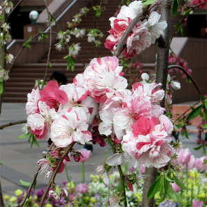 Ԗ ؂̕c/[25N12㒆{\]ԓFV_iQyCV_jږؕc 4`5|bg