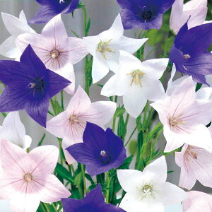 /[26N1{\]LLEF 5 c܋l